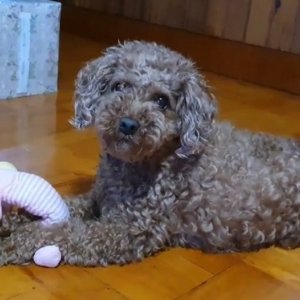 강아지 실종 푸들 대구광역시 동구