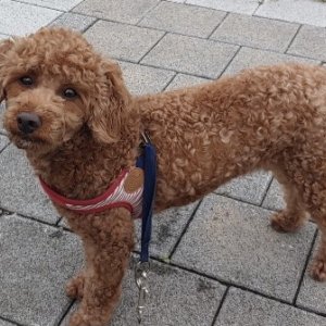 강아지 실종 푸들 경기도 수원시 권선구