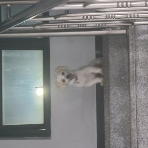 강아지 주인을 찾습니다 말티즈 부산광역시 서구