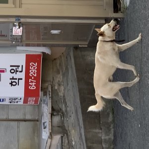 강아지 주인을 찾습니다 기타견종 부산광역시 남구