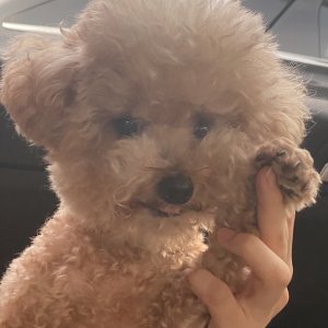 강아지를 찾습니다 푸들/미니어처푸들 경상남도 김해시