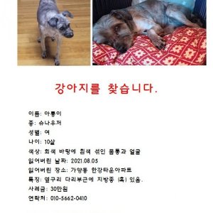 강아지를 찾습니다 슈나우저/미니어처슈나우저 서울특별시 강서구
