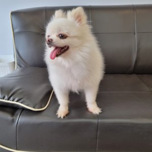 강아지 주인을 찾습니다 포메라니언 전라남도 목포시