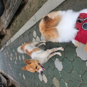 강아지 주인을 찾습니다 기타견종 경상남도 김해시