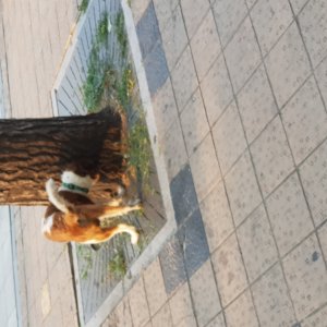 강아지 주인을 찾습니다 기타견종 서울특별시 종로구