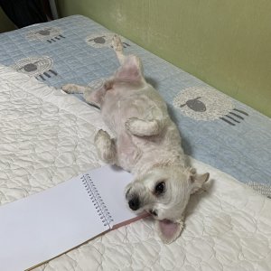 강아지를 찾습니다 말티즈 경상북도 예천군