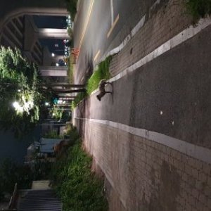 강아지 주인을 찾습니다 기타견종 대구광역시 동구