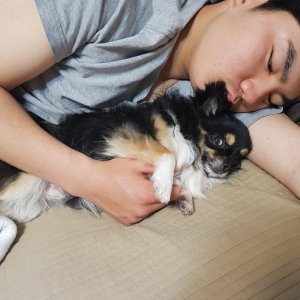강아지를 찾습니다 치와와 경기도 안양시 만안구