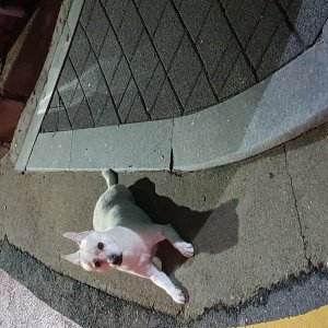 강아지 주인을 찾습니다 믹스견 서울특별시 강북구