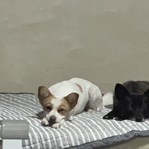 강아지를 찾습니다 믹스견 경기도 수원시 권선구