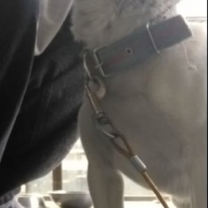 강아지를 찾습니다 믹스견 경기도 양주시