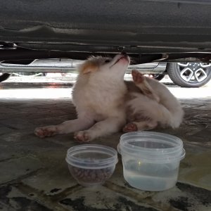 강아지 주인을 찾습니다 믹스견 경기도 의정부시