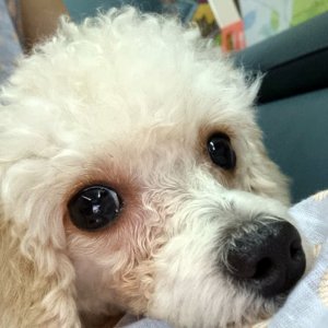 강아지를 찾습니다 기타견종 경기도 고양시 일산동구