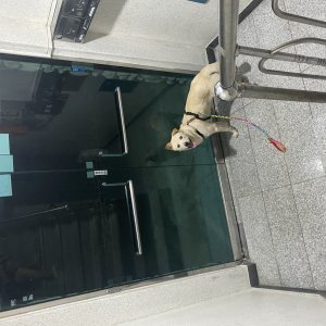 강아지 주인을 찾습니다 믹스견 경기도 고양시 덕양구