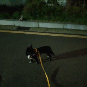 강아지를 찾습니다 기타견종 서울특별시 광진구