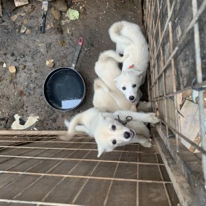 강아지 주인을 찾습니다 믹스견 경상남도 통영시