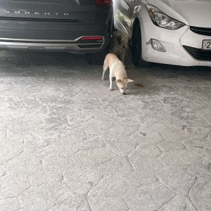 강아지 주인을 찾습니다 믹스견 충청북도 음성군