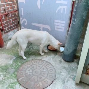 강아지 주인을 찾습니다 진돗개 서울특별시 서대문구