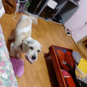 강아지를 찾습니다 기타견종 서울특별시 용산구