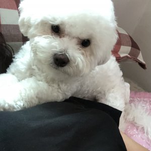 강아지를 찾습니다 비숑프리제 경상남도 창원시 진해구