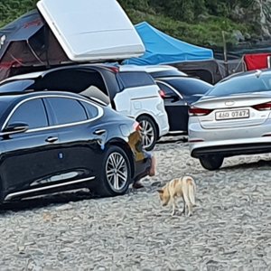 강아지 주인을 찾습니다 동경견 강원도 홍천군