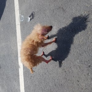 강아지 주인을 찾습니다 푸들/토이푸들 충청남도 보령시