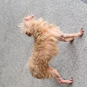 강아지 주인을 찾습니다 푸들/토이푸들 충청남도 보령시