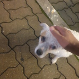 강아지 주인을 찾습니다 기타견종 경기도 의정부시