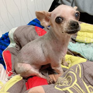 강아지를 찾습니다 요크셔테리어 인천광역시 서구
