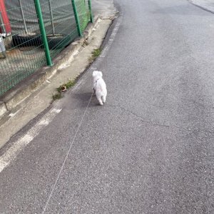 강아지를 찾습니다 말티즈 경기도 파주시