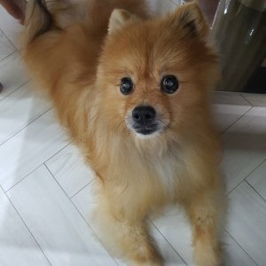 강아지를 찾습니다 포메라니언 울산광역시 중구
