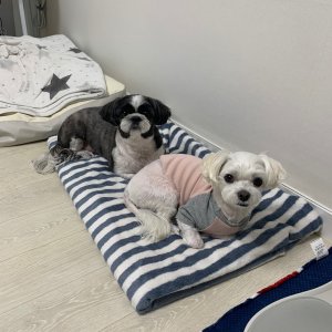 강아지를 찾습니다 시츄 경기도 파주시