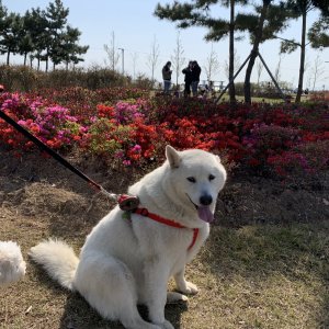 강아지를 찾습니다 믹스견 인천광역시 서구
