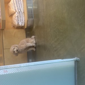 강아지를 찾습니다 푸들/미니어처푸들 서울특별시 성동구