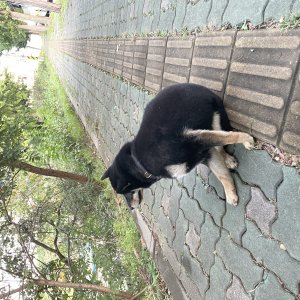 강아지 주인을 찾습니다 시바 경기도 화성시