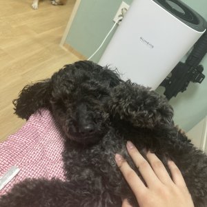 강아지 주인을 찾습니다 푸들/미디엄푸들 인천광역시 미추홀구