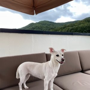 강아지를 찾습니다 믹스견 경상북도 경주시