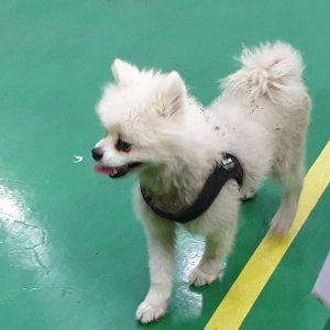강아지 주인을 찾습니다 포메라니언 부산광역시 강서구