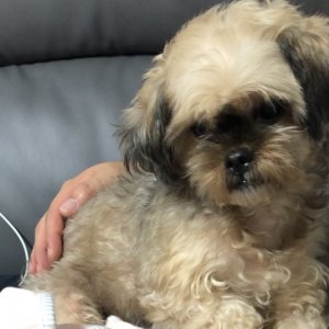 강아지를 찾습니다 믹스견 경기도 고양시 덕양구