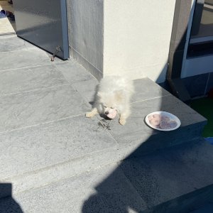 강아지 주인을 찾습니다 포메라니언 전라남도 담양군