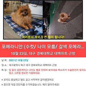 강아지 주인을 찾습니다 포메라니언 대구광역시 북구