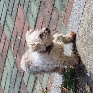 강아지 주인을 찾습니다 믹스견 경기도 화성시
