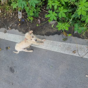 강아지 주인을 찾습니다 기타견종 광주광역시 북구