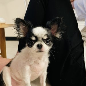 강아지를 찾습니다 치와와 대전광역시 서구