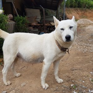 강아지를 찾습니다 진돗개 충청남도 아산시