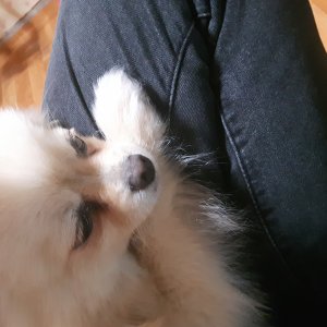 강아지를 찾습니다 포메라니언 서울특별시 성북구