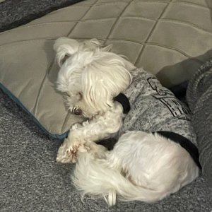 강아지를 찾습니다 말티즈 대전광역시 서구