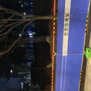 강아지 주인을 찾습니다 진돗개 서울특별시 강서구