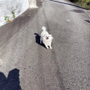 강아지를 찾습니다 포메라니언 전라북도 완주군