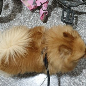 강아지를 찾습니다 포메라니언 충청남도 논산시
